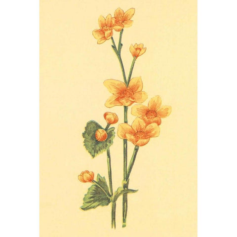 Calthra Palustris  Black Modern Wood Framed Art Print by PI Collection
