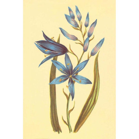 Camass and Wild Hyacinth Black Modern Wood Framed Art Print with Double Matting by PI Collection