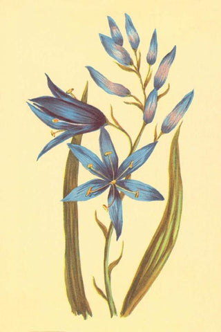 Camass and Wild Hyacinth White Modern Wood Framed Art Print with Double Matting by PI Collection