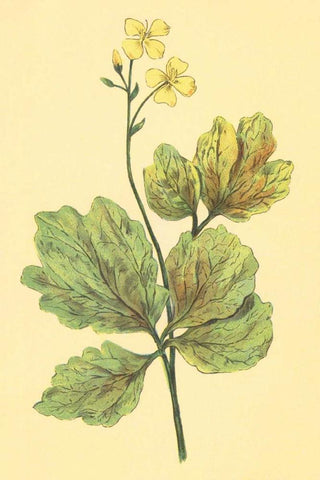 Chelidonium Majus Black Ornate Wood Framed Art Print with Double Matting by PI Collection