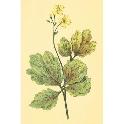 Chelidonium Majus Black Modern Wood Framed Art Print by PI Collection