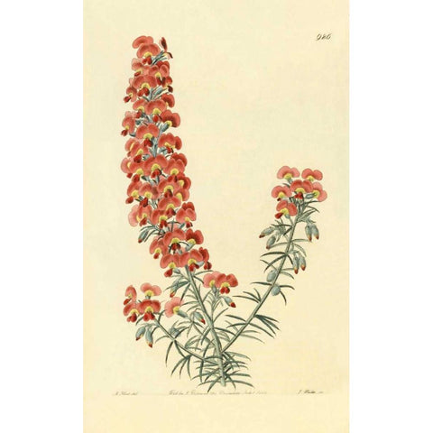 Chorizema Henchmanni Gold Ornate Wood Framed Art Print with Double Matting by PI Collection