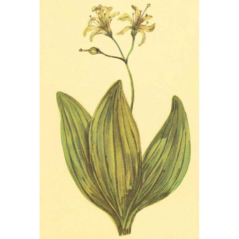 Clintonia Gold Ornate Wood Framed Art Print with Double Matting by PI Collection