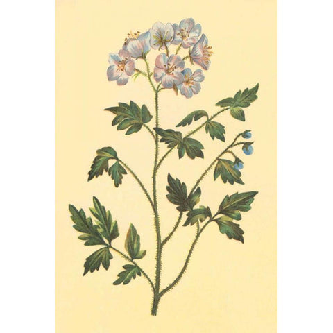 Cut Leaved Phacelia Black Modern Wood Framed Art Print with Double Matting by PI Collection