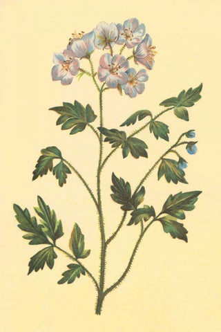 Cut Leaved Phacelia White Modern Wood Framed Art Print with Double Matting by PI Collection