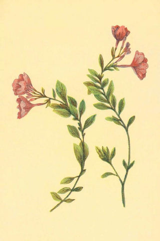 Epilobium Rigidum Black Ornate Wood Framed Art Print with Double Matting by PI Collection