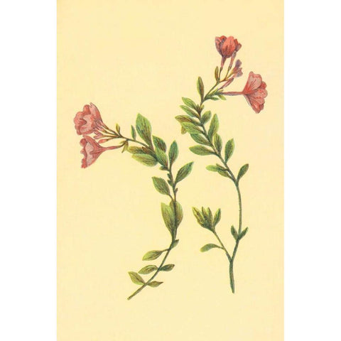 Epilobium Rigidum Black Modern Wood Framed Art Print with Double Matting by PI Collection