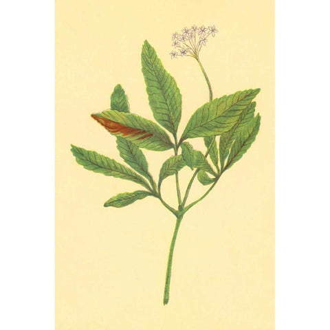 Five Leaved Ginseng White Modern Wood Framed Art Print by PI Collection