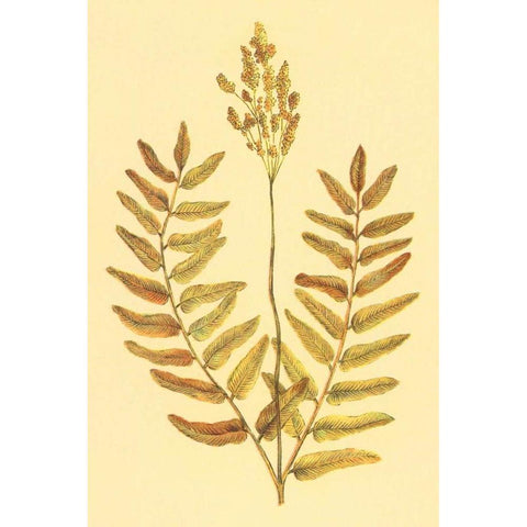 Flowering Fern Black Modern Wood Framed Art Print by PI Collection