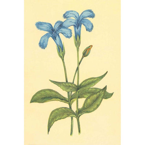 Finged Gentian Black Modern Wood Framed Art Print by PI Collection