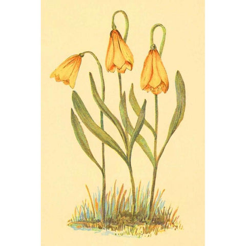 Fritillary White Modern Wood Framed Art Print by PI Collection