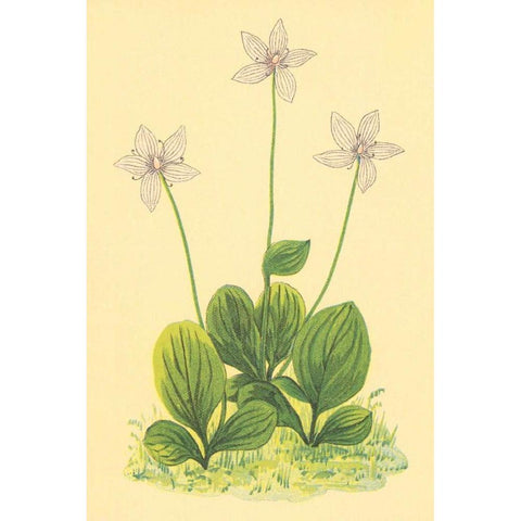 Grass of Parnassus White Modern Wood Framed Art Print by PI Collection