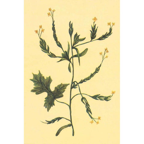 Hedge Mustard Black Modern Wood Framed Art Print by PI Collection
