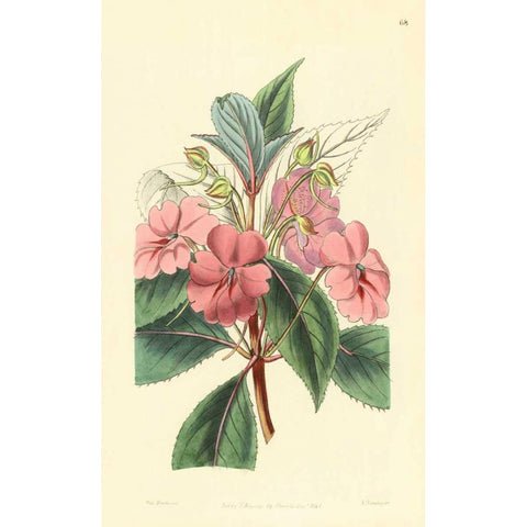 Impatiens Platypetala Black Modern Wood Framed Art Print with Double Matting by PI Collection