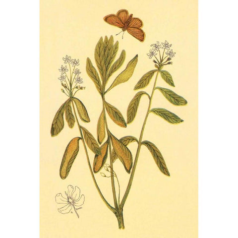 Labrador Tea Gold Ornate Wood Framed Art Print with Double Matting by PI Collection