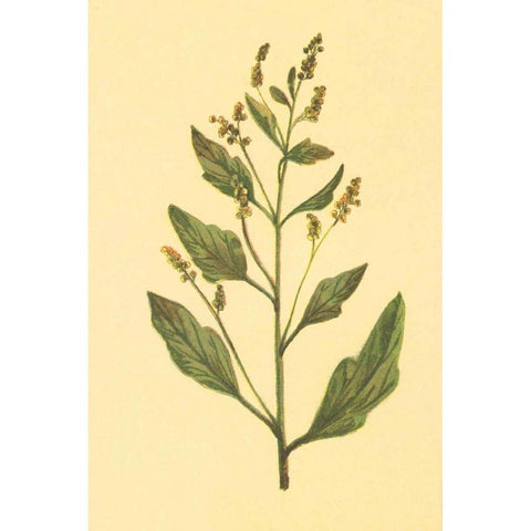 Lambs Quarters Gold Ornate Wood Framed Art Print with Double Matting by PI Collection