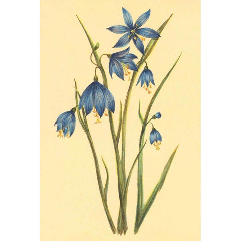 Large Flowered Blue Eyed Grass Gold Ornate Wood Framed Art Print with Double Matting by PI Collection