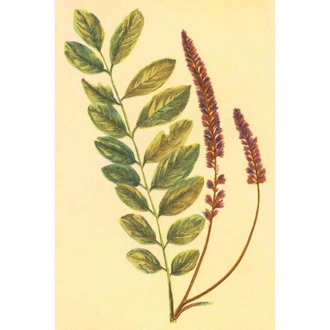 Lead Plant Black Modern Wood Framed Art Print with Double Matting by PI Collection