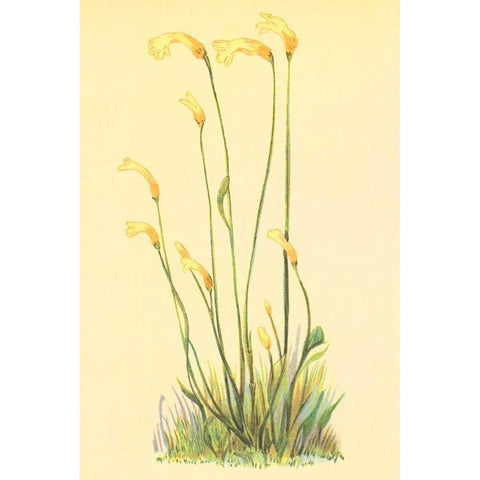 One Flowered Root Gold Ornate Wood Framed Art Print with Double Matting by PI Collection