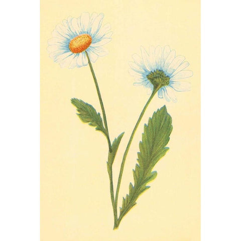 Ox Eye Daisy with Whiteweed Black Modern Wood Framed Art Print with Double Matting by PI Collection