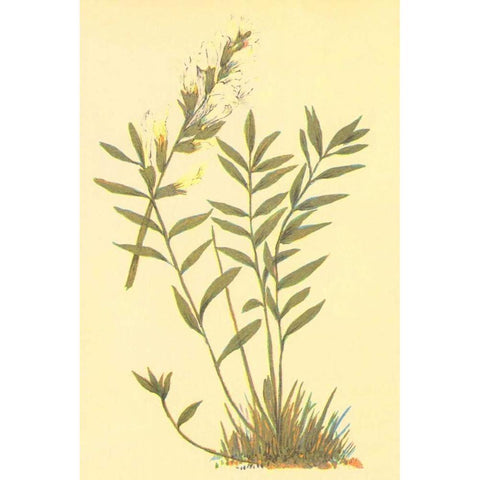 Oxytropis Lamberti Gold Ornate Wood Framed Art Print with Double Matting by PI Collection