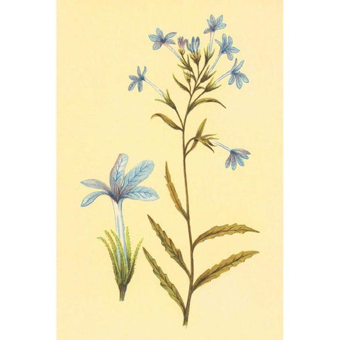 Palmerella Debillis Serratta White Modern Wood Framed Art Print by PI Collection