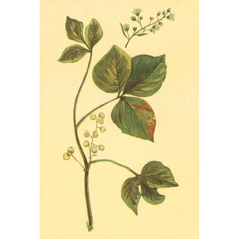 Poison Ivy and Poison Oak Black Modern Wood Framed Art Print with Double Matting by PI Collection