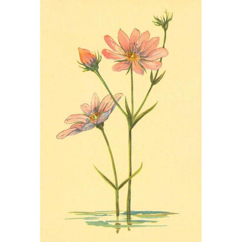 Sea Pink White Modern Wood Framed Art Print by PI Collection