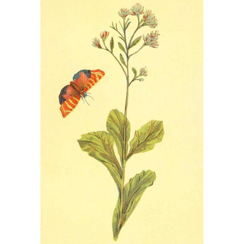 Sedum Telephium Black Modern Wood Framed Art Print by PI Collection