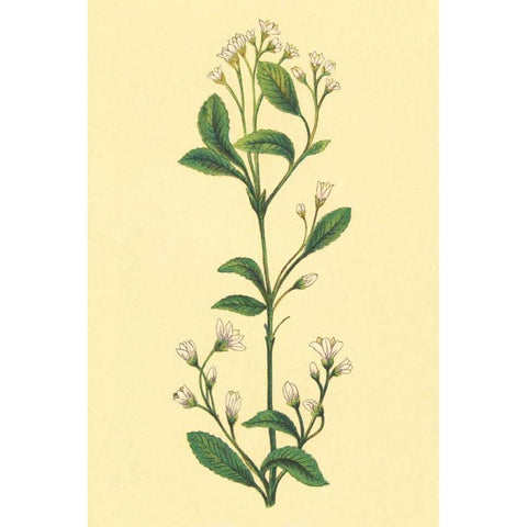 Service Berry and Shad Bush Gold Ornate Wood Framed Art Print with Double Matting by PI Collection