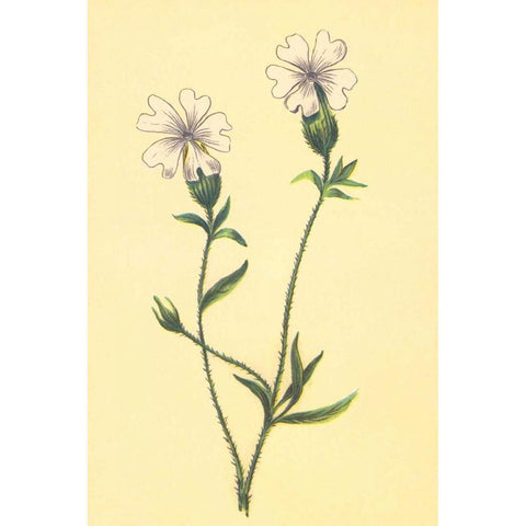 Silene Vulgaris Gold Ornate Wood Framed Art Print with Double Matting by PI Collection