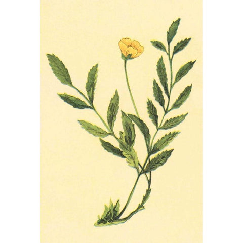 Silver Weed Gold Ornate Wood Framed Art Print with Double Matting by PI Collection