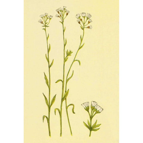 Smooth Rock Cress White Modern Wood Framed Art Print by PI Collection