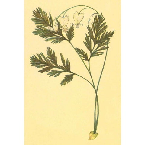 Squirrel Corn Black Modern Wood Framed Art Print with Double Matting by PI Collection