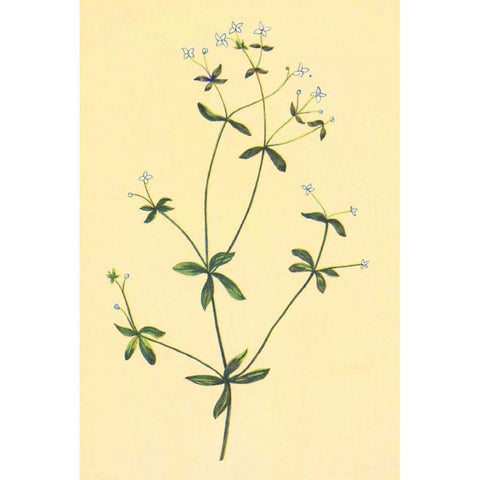 Sweet Scented Bedstraw White Modern Wood Framed Art Print by PI Collection