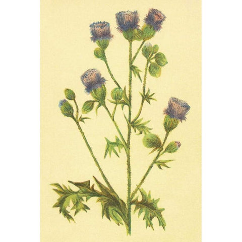 Thistle Black Modern Wood Framed Art Print by PI Collection