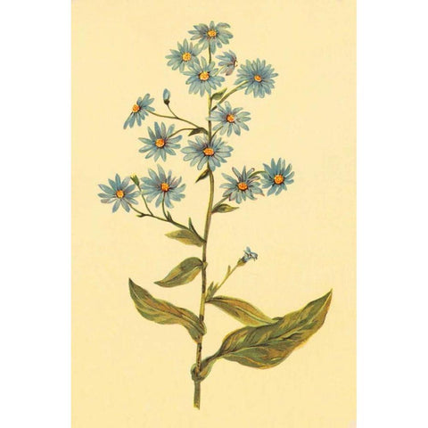 Wavy Leaved Aster White Modern Wood Framed Art Print by PI Collection