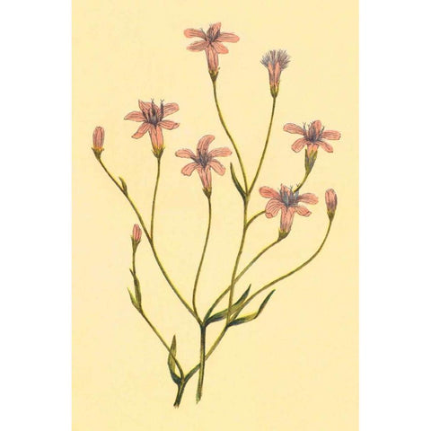 Wheelers Chaetadelpha Gold Ornate Wood Framed Art Print with Double Matting by PI Collection