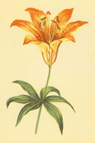 Wild Orange Lily Black Ornate Wood Framed Art Print with Double Matting by PI Collection