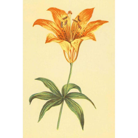 Wild Orange Lily Black Modern Wood Framed Art Print by PI Collection