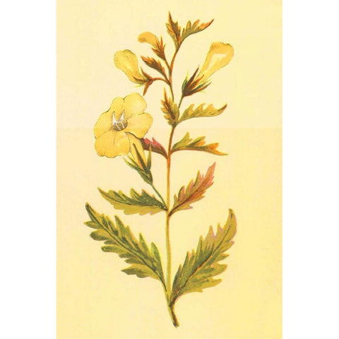 Yellow Fox Glove White Modern Wood Framed Art Print by PI Collection