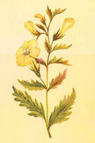 Yellow Fox Glove Black Ornate Wood Framed Art Print with Double Matting by PI Collection