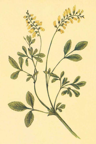 Yellow Melilot and Sweet Clover Black Ornate Wood Framed Art Print with Double Matting by PI Collection