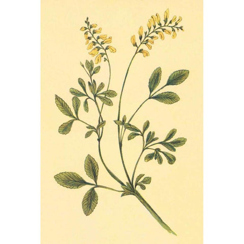 Yellow Melilot and Sweet Clover Black Modern Wood Framed Art Print by PI Collection