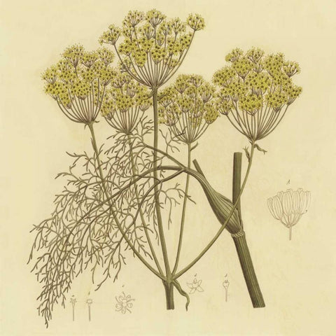 Yellow Weeds White Modern Wood Framed Art Print with Double Matting by PI Collection