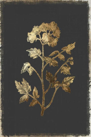 Cut Leaved Phacelia White Modern Wood Framed Art Print with Double Matting by PI Collection