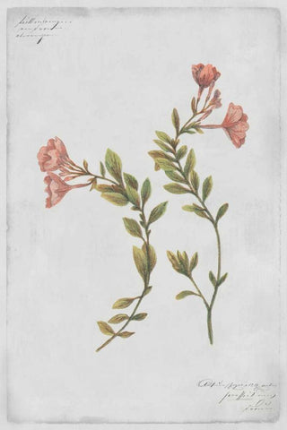 Epilobium Rigidum White Modern Wood Framed Art Print with Double Matting by PI Collection
