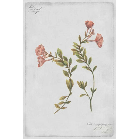 Epilobium Rigidum Gold Ornate Wood Framed Art Print with Double Matting by PI Collection