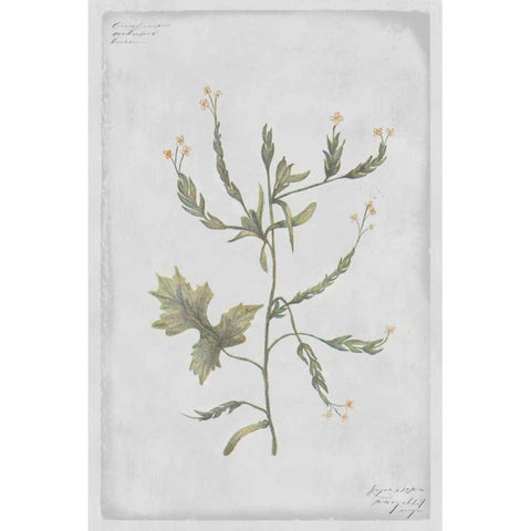 Hedge Mustard White Modern Wood Framed Art Print by PI Collection
