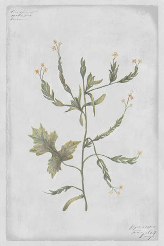 Hedge Mustard White Modern Wood Framed Art Print with Double Matting by PI Collection